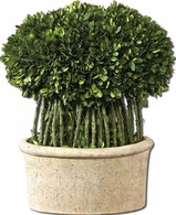 Boxwood and Branches Preserved Topiary in Mossy Planter