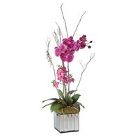 Fuchsia Kaleama Orchids