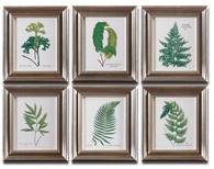 Assorted Fern Leaf Prints Framed Wall Art S/6